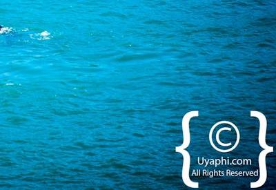 Cape Town whale watching