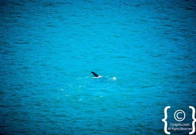 Brydes Whale False Bay Cape Town whale watching South Africa