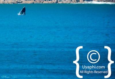 Cape Town whale watching