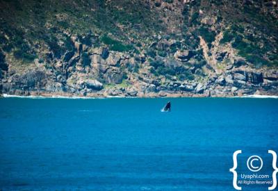 Brydes Whale False Bay Cape Town whale watching South Africa