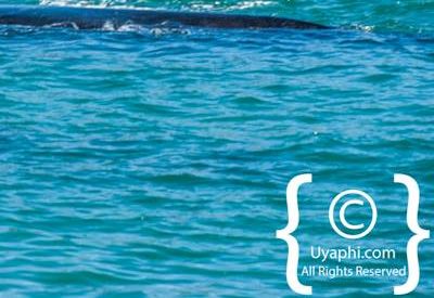 Cape Town whale watching