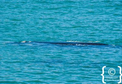 Killer Whale Orca sighting False Bay Cape Peninsula Cape Town South Africa