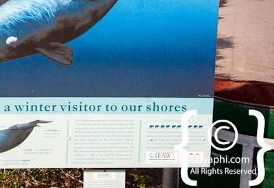 Cape Town whale watching