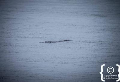 Common dolphins False Bay Cape Town South Africa whale watching season