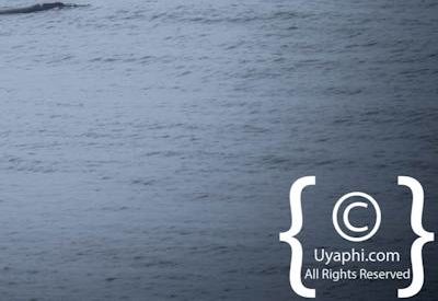 Cape Town whale watching