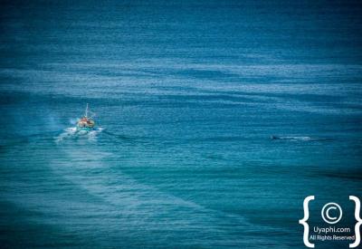 Southern Right Whale calving in False Bay Cape Town whale watching season South Africa