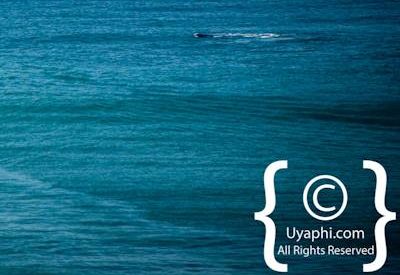 Cape Town whale watching