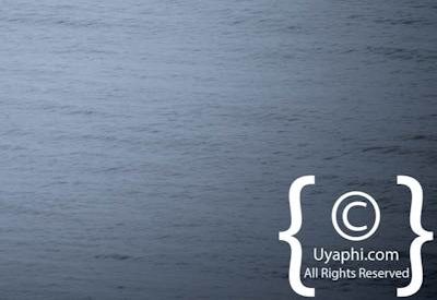 Cape Town whale watching