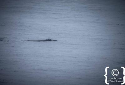 Common dolphins False Bay Cape Town South Africa whale watching season