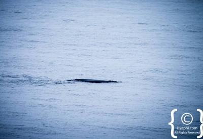Common dolphins False Bay Cape Town South Africa whale watching season