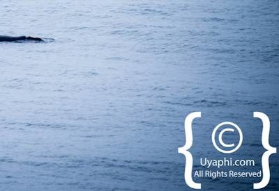 Cape Town whale watching