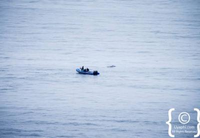 Whale watching from Boyes Drive Kalk Bay False Bay Cape Town South Africa