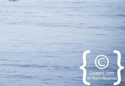 Cape Town whale watching