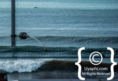 Cape Town whale watching