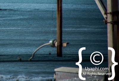 Cape Town whale watching