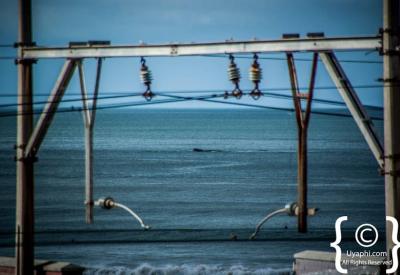 Southern Right Whale breaching False Bay Cape Peninsula Cape Town South Africa
