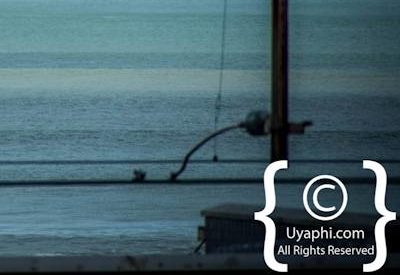 Cape Town whale watching