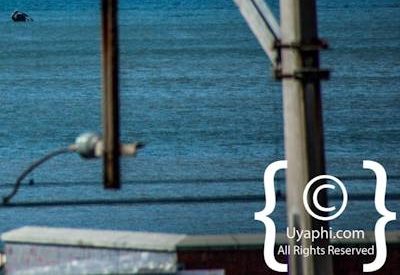 Cape Town whale watching