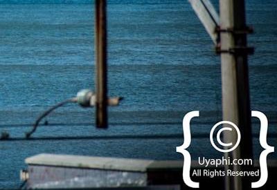 Cape Town whale watching