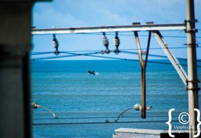 Southern Right Whale tail fluke False Bay whale watching Cape Town South Africa