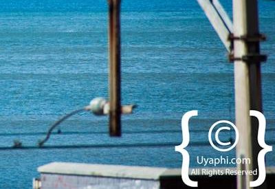 Cape Town whale watching