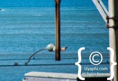 Cape Town whale watching