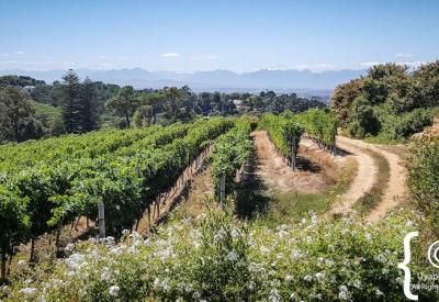 Constantia Glen wine cellar Bordeaux blend Sauvignon Blanc Constantia Cape Town