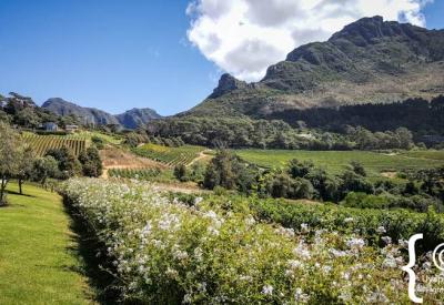 Constantia Glen wine cellar Bordeaux blend Sauvignon Blanc Constantia Cape Town