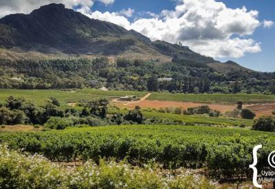 Constantia Glen vineyards on Constantia Nek slopes Cape Town South Africa