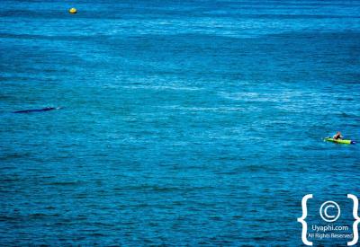 Boat trip to Seal Island Cape fur seals Hout Bay Cape Town South Africa