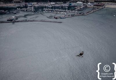 Fresh fish and chips at Hout Bay harbour Cape Peninsula Cape Town South Africa
