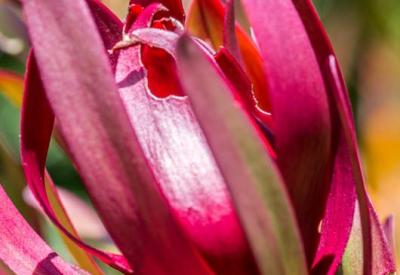 Fragrance Garden Kirstenbosch National Botanical Gardens UNESCO World Heritage Site Cape Town