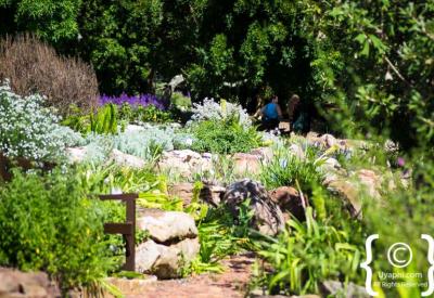Manicured lawns and garden paths Kirstenbosch National Botanical Gardens Cape Town