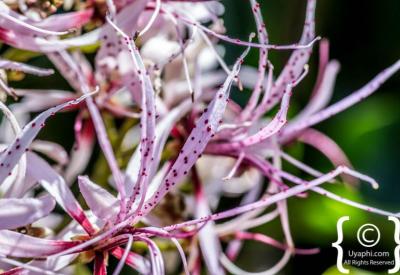 Water-wise Garden indigenous plants Kirstenbosch National Botanical Gardens Cape Town