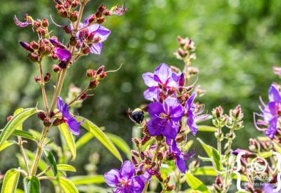Scenic walking paths through Kirstenbosch National Botanical Gardens Cape Town