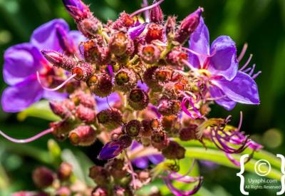 Scenic walking paths through Kirstenbosch National Botanical Gardens Cape Town