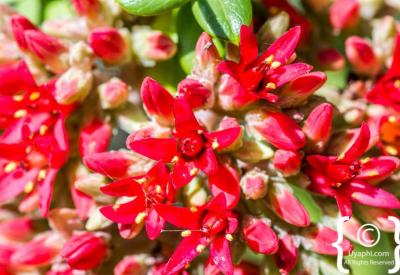 Indigenous Cape fynbos flora Kirstenbosch National Botanical Gardens Cape Town South Africa
