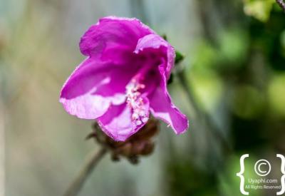 Indigenous Cape fynbos flora Kirstenbosch National Botanical Gardens Cape Town South Africa