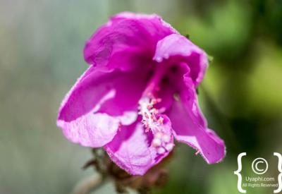Indigenous Cape fynbos flora Kirstenbosch National Botanical Gardens Cape Town South Africa