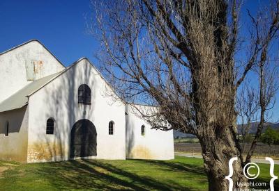 Krone wine tasting under oak trees Twee Jonge Gezellen estate Tulbagh South Africa