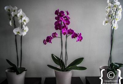 O On Kloof premium suite boutique hotel Atlantic Seaboard Bantry Bay Cape Town