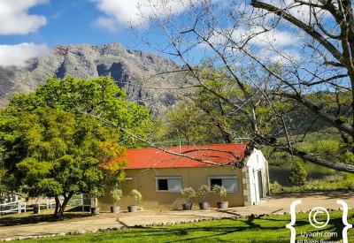 Oakhurst Olive Estate tasting area valley mountain views Tulbagh Western Cape South Africa