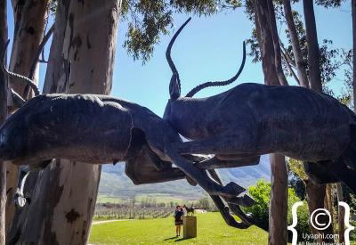 Saronsberg wine tasting area vineyard dam mountain views Tulbagh Western Cape