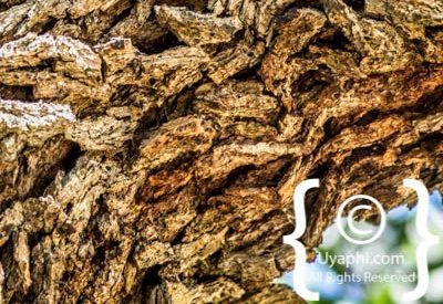 Kirstenbosch Botanical Gardens