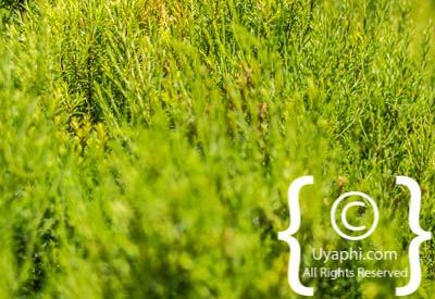 Kirstenbosch Botanical Gardens