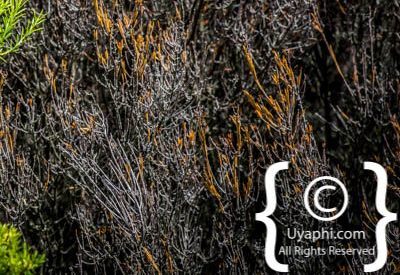 Kirstenbosch Botanical Gardens