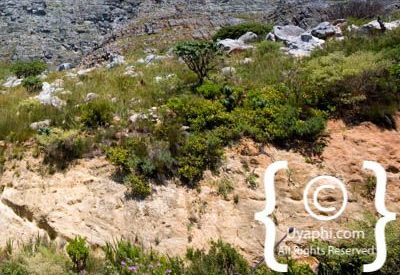 Table Mountain South Africa