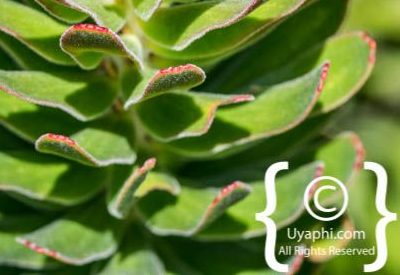 Kirstenbosch Botanical Gardens