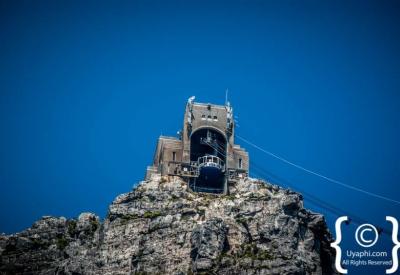 Indigenous fynbos vegetation on Table Mountain summit Cape Floral Kingdom Cape Town