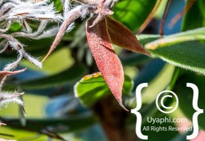 Kirstenbosch Botanical Gardens